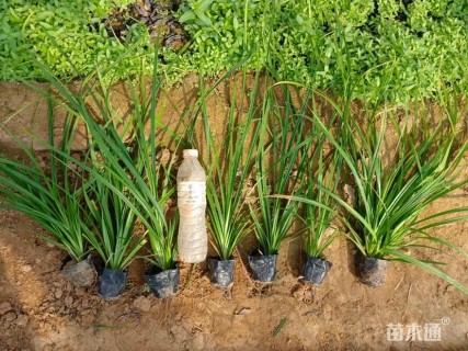 高度15厘米崂峪苔草