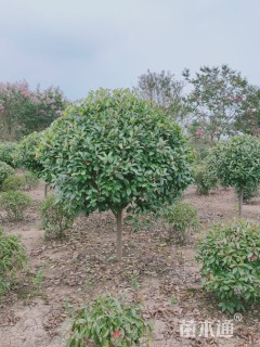 冠幅200厘米红叶石楠球