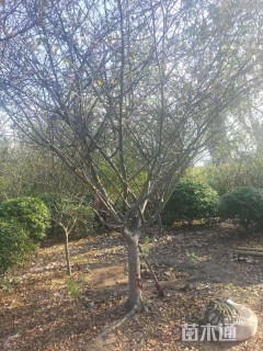 12公分垂丝海棠