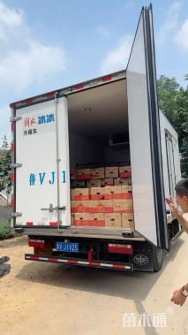 高度30厘米迷迭香