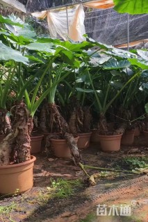 高度170厘米海芋