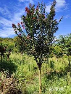 10公分红火箭紫薇