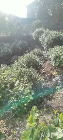 冠幅100厘米茶花球