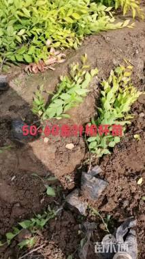 高度50厘米金叶榆小苗