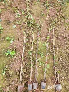 高度300厘米三角梅