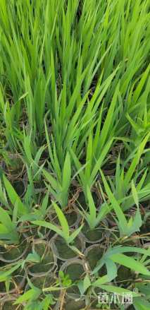 高度30厘米水生鸢尾