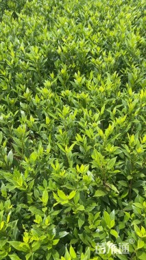 高度20厘米小叶栀子