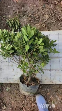 高度50厘米海桐