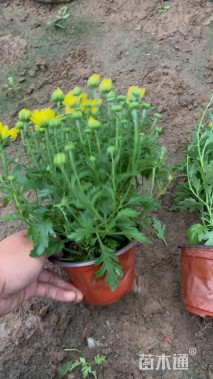 高度25厘米国庆菊