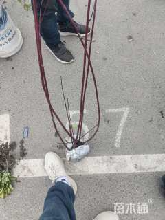 高度80厘米红瑞木