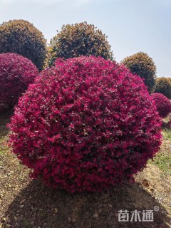 高度40厘米红花继木小苗