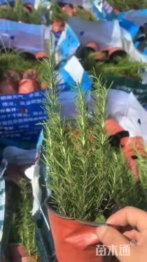 高度20厘米迷迭香