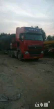 冠幅200厘米小叶女贞球