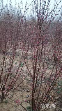 高度180厘米丛生榆叶梅