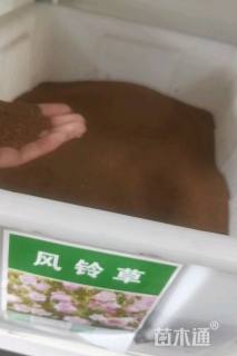 风铃草种子风铃草种子