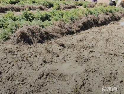 高度15厘米云杉