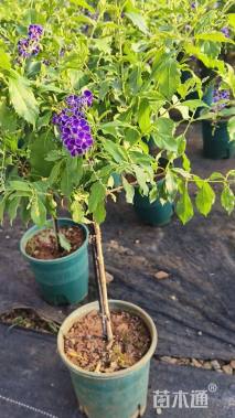 高度50厘米花棒