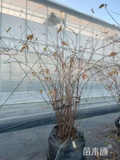 高度150厘米溲疏