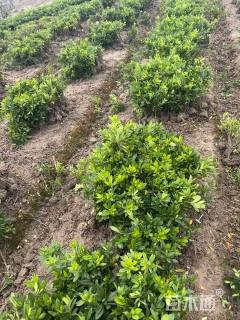 高度30厘米毛鹃