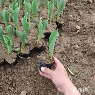 高度8厘米郁金香