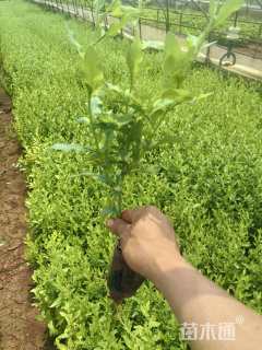 高度20厘米蓝雪花