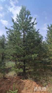 高度500厘米樟子松