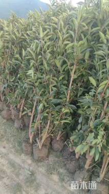 高度151厘米法国冬青