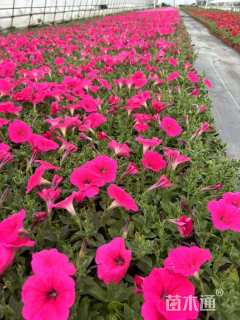 高度10厘米矮牵牛