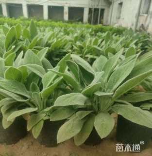 高度20厘米绵毛水苏