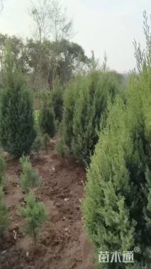 高度200厘米桧柏