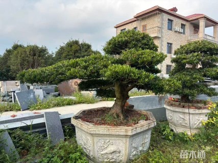 容器苗造型罗汉松