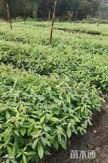 高度80厘米木荷小苗