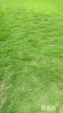 草卷状马尼拉草