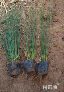 高度30厘米灯心草