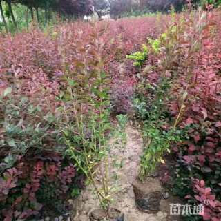 高度50厘米红叶小檗