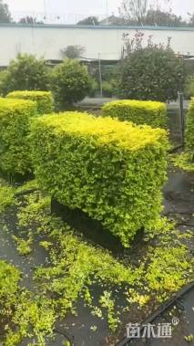 高度60厘米亮金女贞