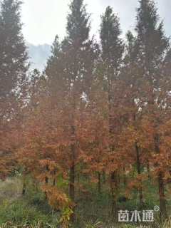 13公分金叶水杉