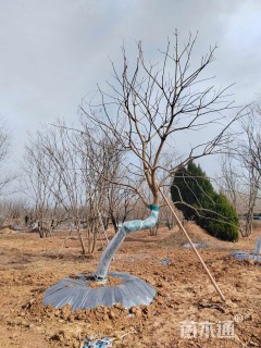 20公分造型乌桕