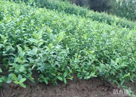 70厘米小叶扶芳藤