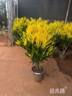 高度60厘米变叶木