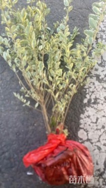 高度50厘米银姬小蜡