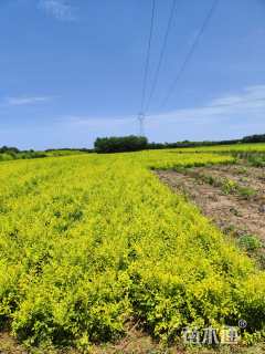 高度20厘米金叶榆小苗