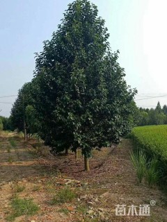 15公分乐昌含笑