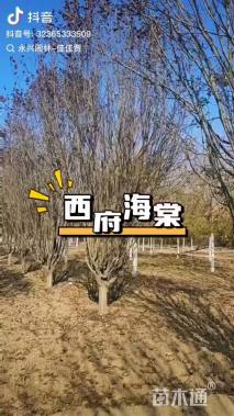 12公分西府海棠