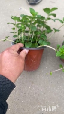 高度15厘米薄荷