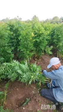 高度150厘米珍珠梅