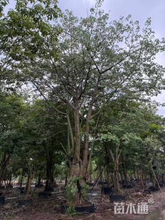 80公分黄花风铃木