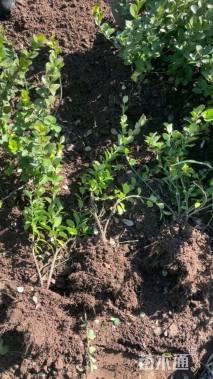 高度30厘米卫矛