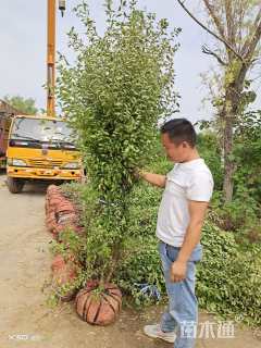 高度200厘米丛生榆叶梅