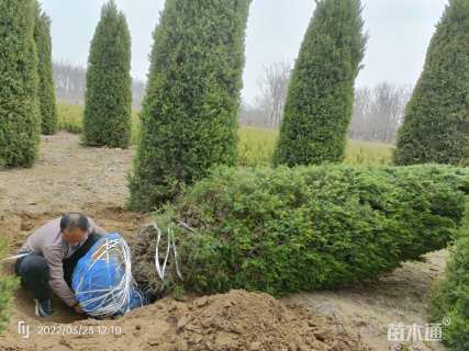 高度400厘米望都塔桧